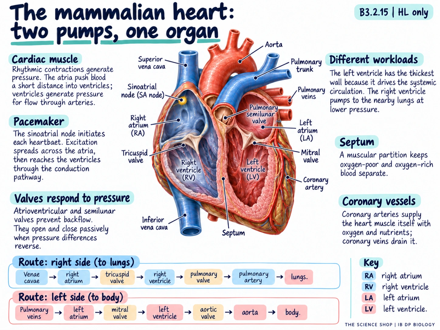 Mammalian heart cutaway showing four chambers, major vessels and blood-flow routes.